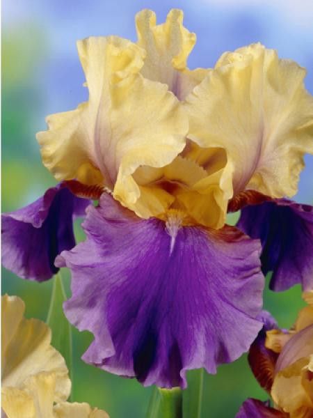 Iris des jardins 'Edith Wolford'