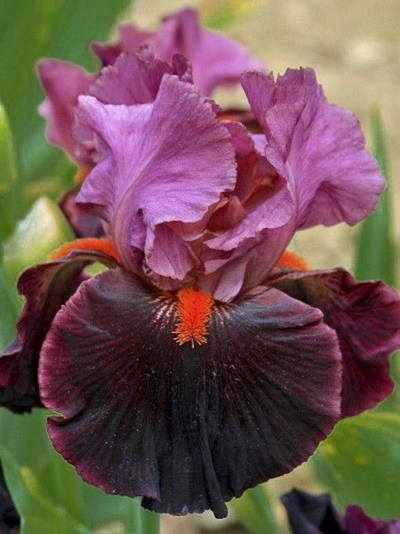 Iris des jardins 'Fiery Temper'