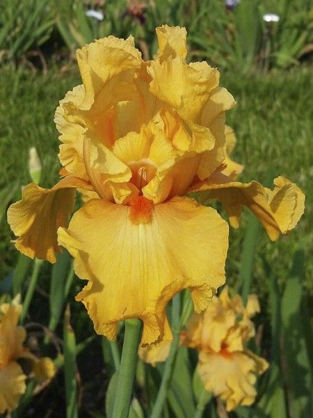 Iris des jardins 'Good Show'