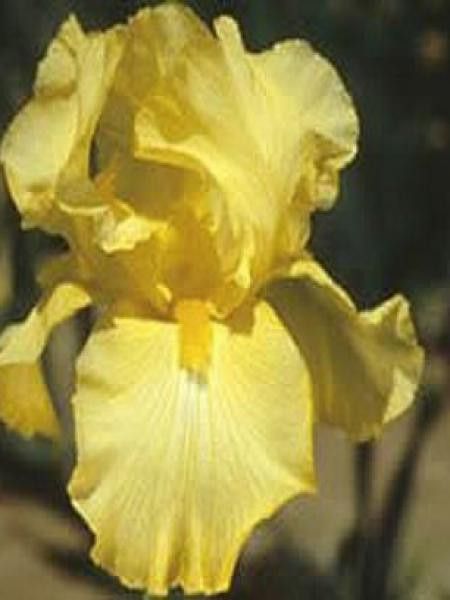 Iris des jardins 'Harvest of Memories'