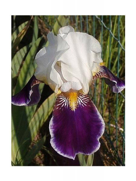 Iris des jardins 'Headlines'