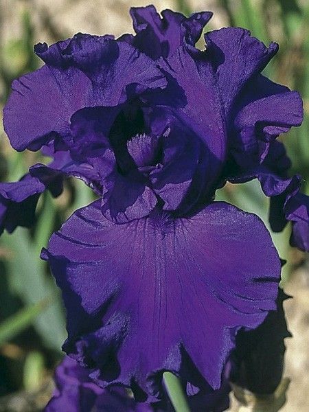 Iris des jardins 'High Stakes'