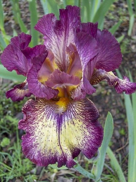 Iris des jardins 'Innocent Star'