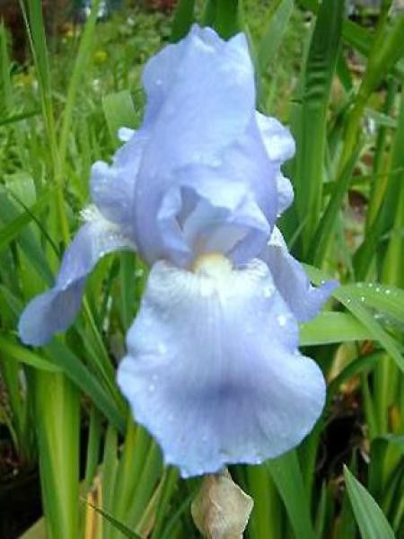 Iris des jardins 'Jane Philips'