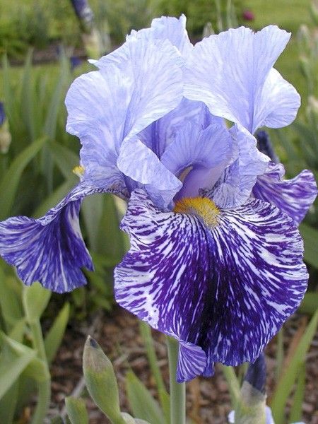 Iris des jardins 'Millenium Falcon '
