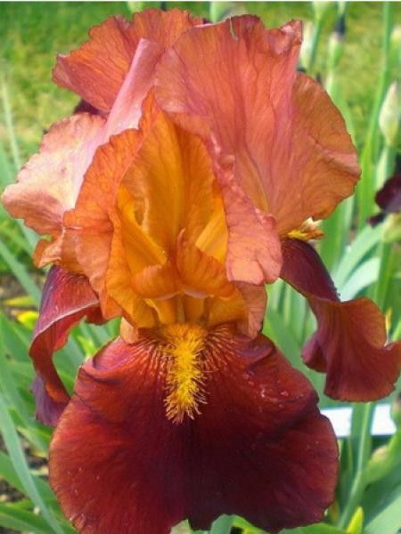 Iris des jardins 'Natchez Trace'