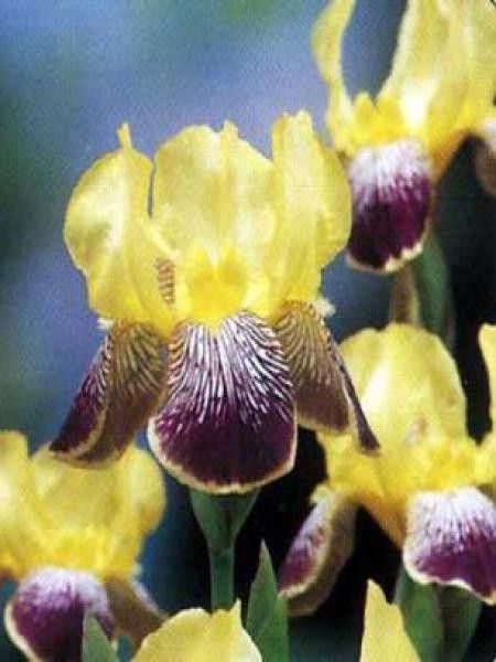 Iris des jardins 'Nibelungen'