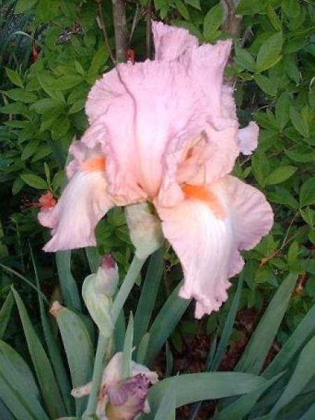 Iris des jardins 'Pink Horizon'