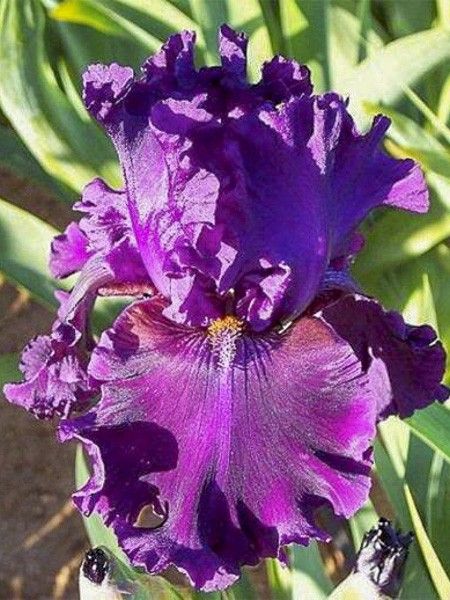 Iris des jardins 'Ruffled Goddess'