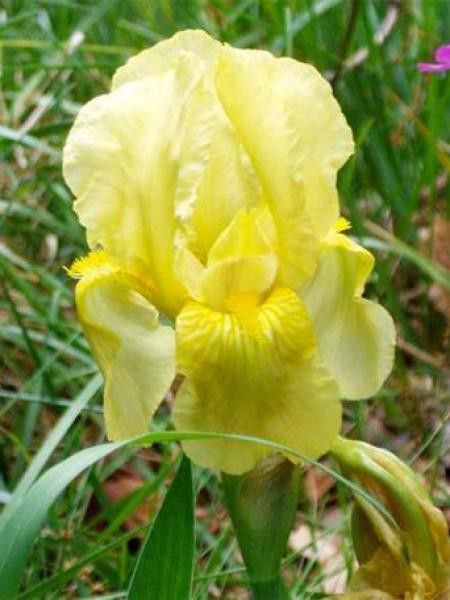 Iris des jardins 'Sangreal'