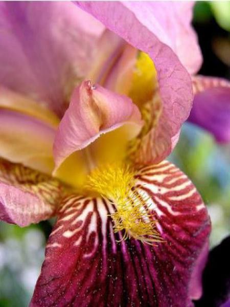 Iris des jardins 'Senlac'