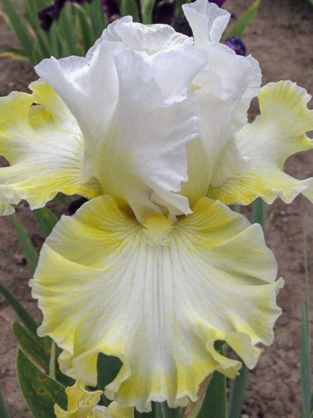 Iris des jardins 'Smiling Faces'