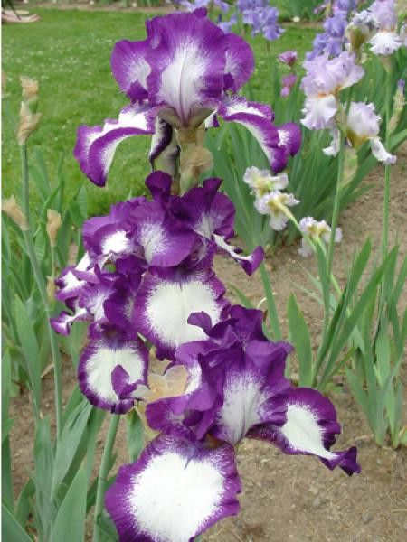 Iris des jardins 'Stepping Out'