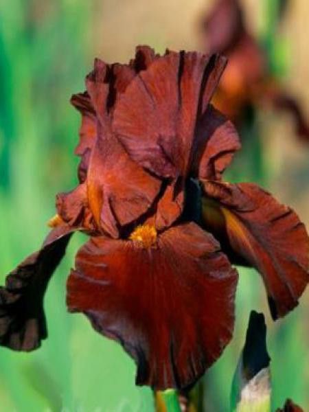 Iris des jardins 'Sultan Palace'