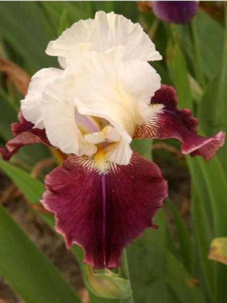 Iris des jardins 'Tiger Butter'
