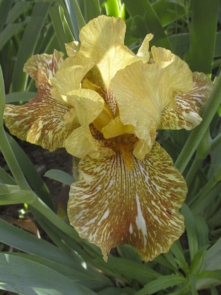 Iris des jardins 'Tiger Honey'