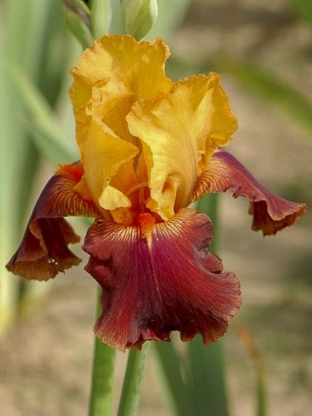 Iris des jardins 'Torero'