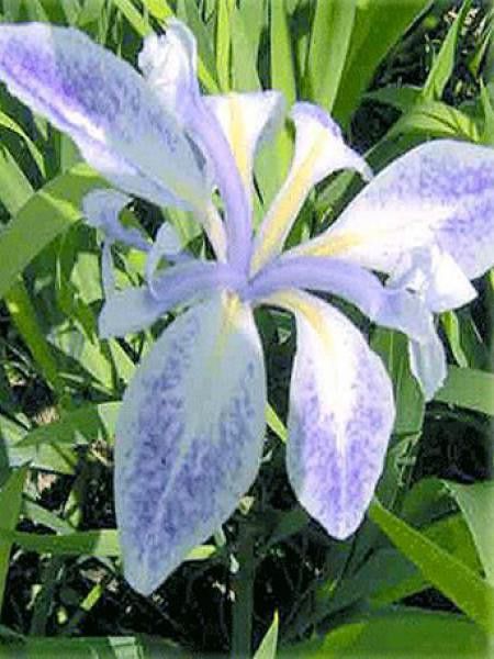 Iris des rives 'Mottled Beauty'
