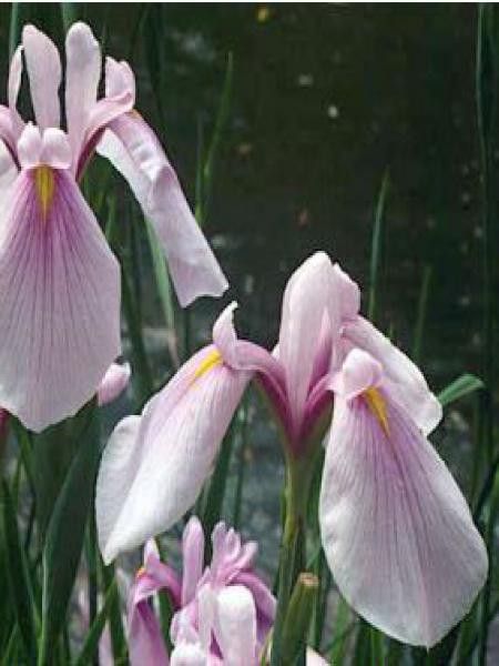 Iris des rives 'Rose Queen'