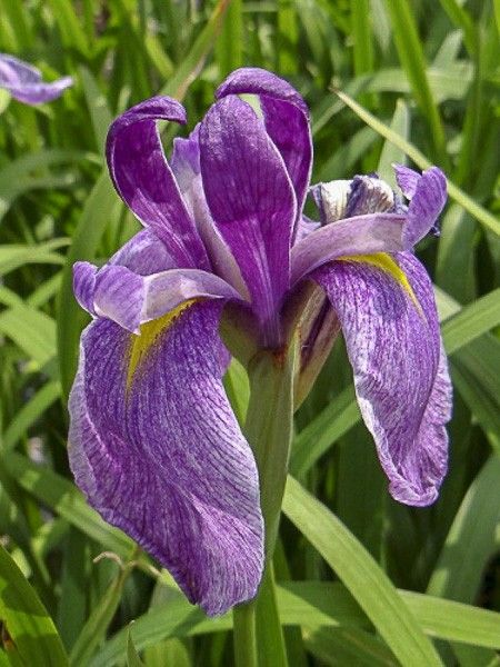 Iris japonais 'Météor'