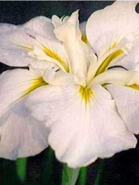 Iris japonais 'White Ladies'
