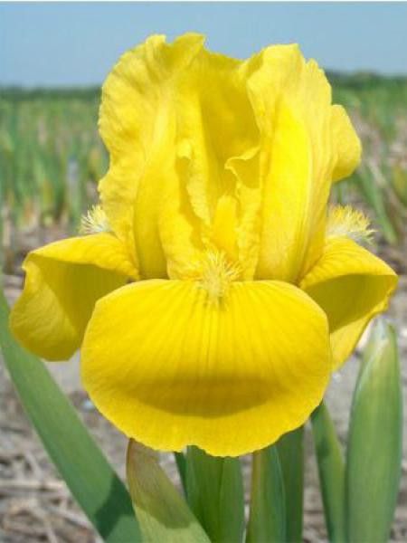 Iris nain 'Brassie'