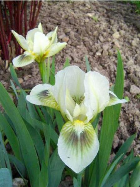 Iris nain 'Green spot'