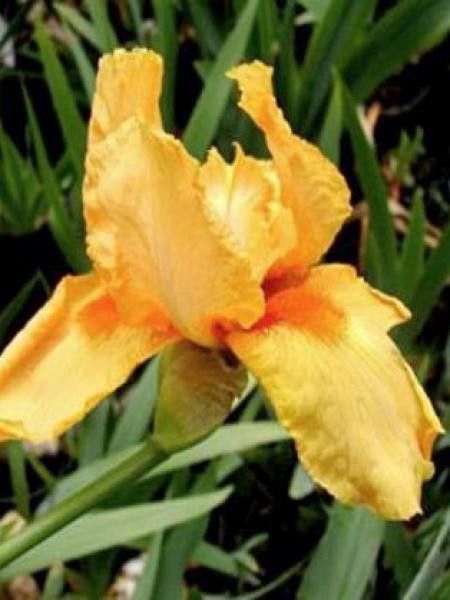 Iris nain 'Orange Caper's'