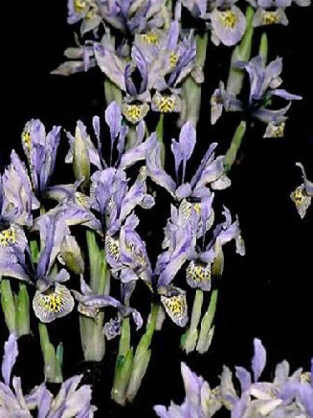 Iris reticulé 'Katherine Hodgkin'