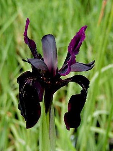 Iris rhizomateux sans barbe de Sibérie 'Black Night'