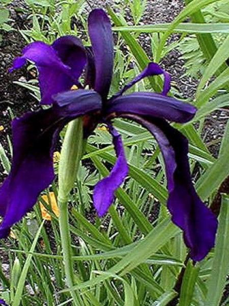 Iris rhizomateux sans barbe de Sibérie