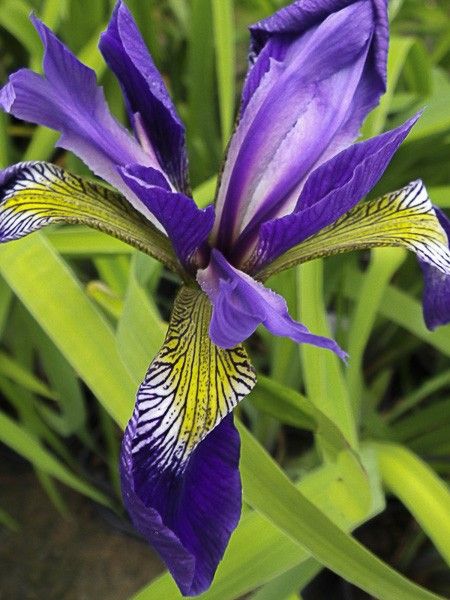 Iris robusta 'Dark Aura '