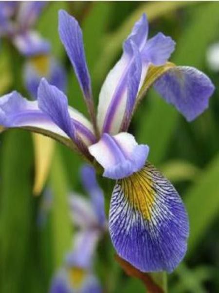 Iris x robusta 'Gérald Darby'