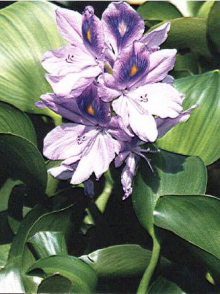 Jacinthe d'eau - Eichhornia crassipes - Le Jardin du Pic Vert