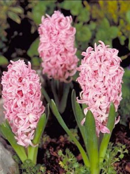 Jacinthe 'Fondant' - Hyacinthus orientalis - Le Jardin du Pic Vert