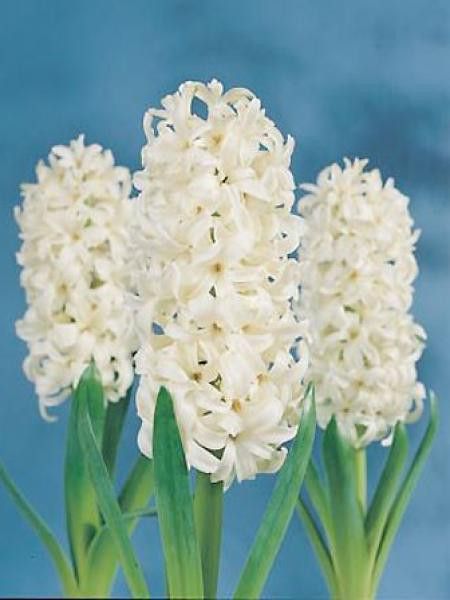 Jacinthe '-forcé blanc-' - Hyacinthus orientalis - Le Jardin du Pic Vert