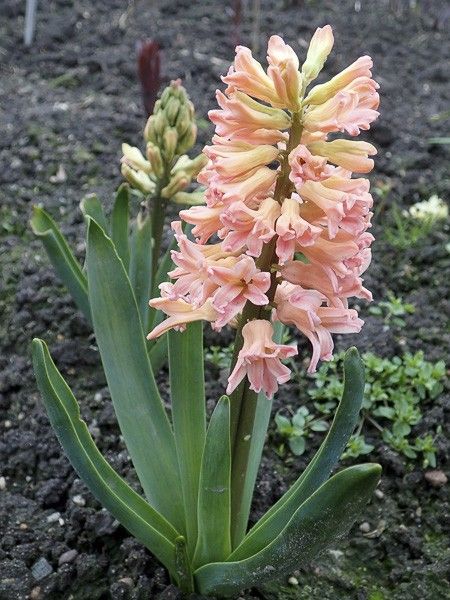 Jacinthe 'Gipsy Queen' - Hyacinthus orientalis 'Gipsy Queen' - Le Jardin du  Pic Vert