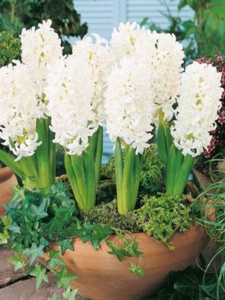 Jacinthe 'White pearl' - Hyacinthus orientalis - Le Jardin du Pic Vert