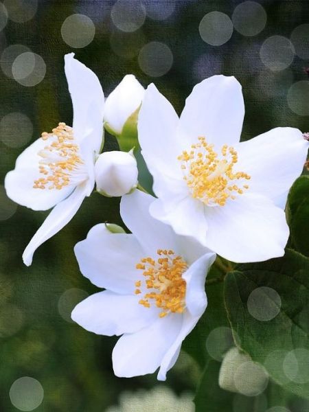 Jasmin blanc 'Aureovariegatum'