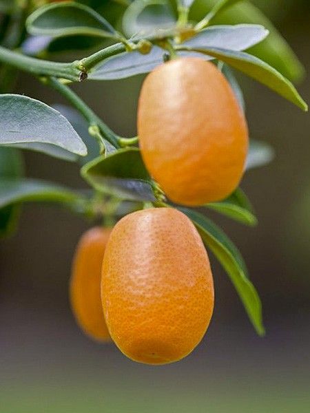 Kumquat à fruits ovales 'Nagami'
