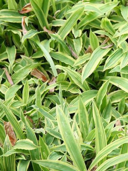 Laîche à larges feuilles 'Island Brocade'