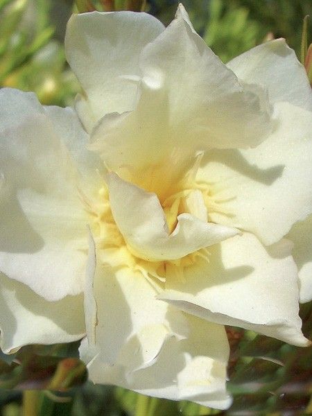 Laurier rose 'Luteum Plenum'