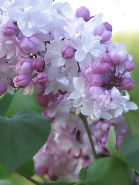 Lilas commun 'Beauty of Moscou'
