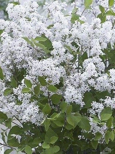 Lilas de Chine 'Flowerfesta White'