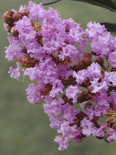 Lilas des Indes 'Lilac Grand Sud'