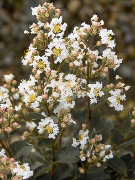 Lilas des Indes 'White Chocolate'