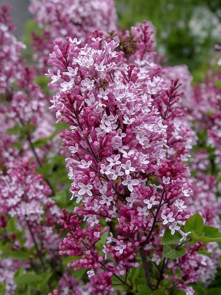 Lilas 'Tinkerbelle '