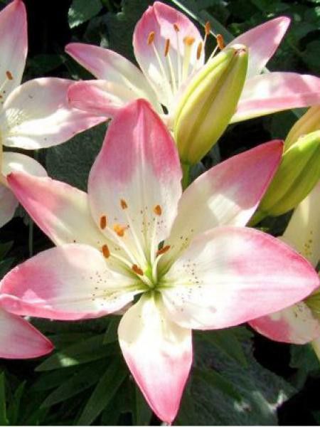 Lis asiatique 'Sugar Love' - Lilium asiatique - Le Jardin du Pic Vert