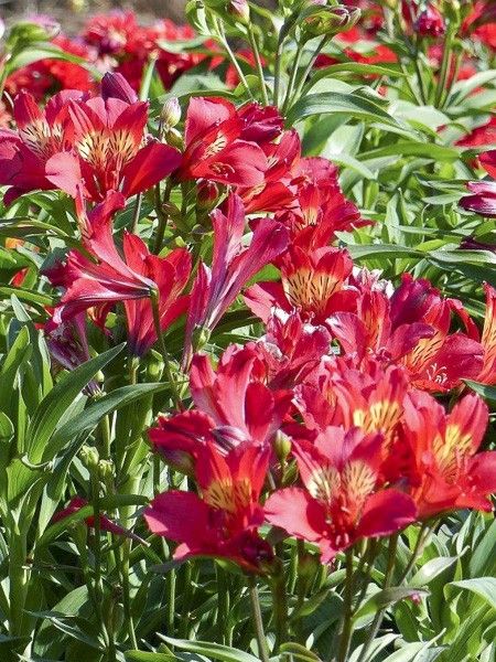 Lis des Incas 'Summer Red' - Alstroemeria 'Summer Red' - Le Jardin du Pic  Vert