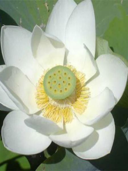 Lotus des Indes, Lotus sacré -blanc-